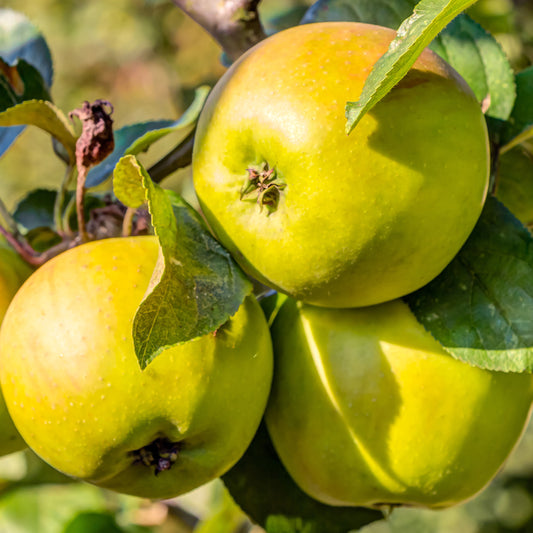 Appelboom 'Golden Delicious' - Bakker