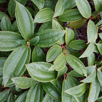 Sneeuwbal Davidii - Viburnum davidii - Bakker