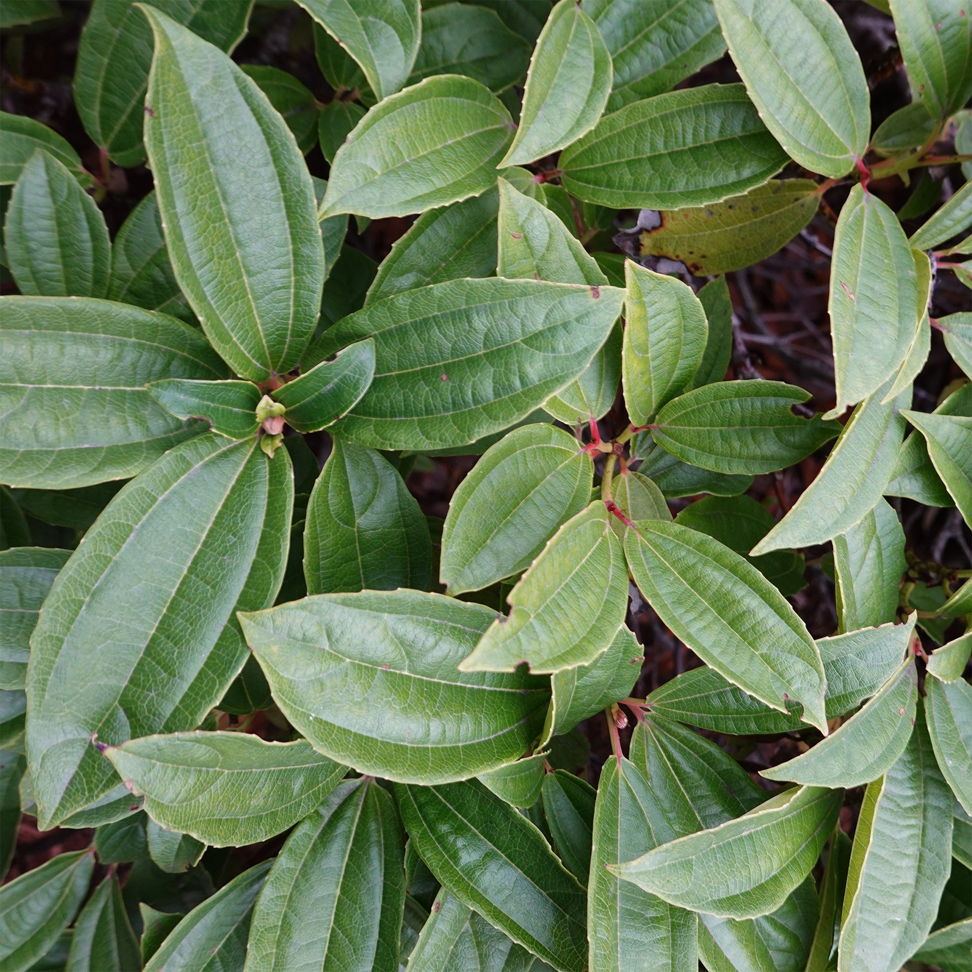 Sneeuwbal Davidii - Viburnum davidii - Bakker