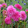 Dahlia 'Purple Gem' (x3) - Bakker
