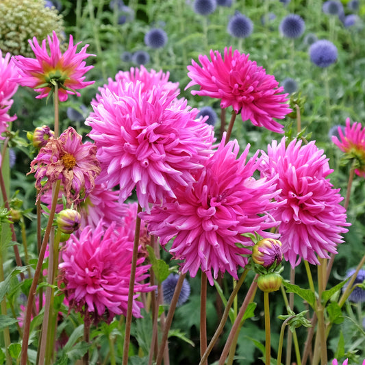 Dahlia 'Purple Gem' (x3) - Bakker