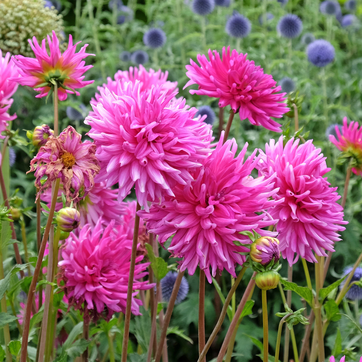 Dahlia 'Purple Gem' (x3) - Bakker