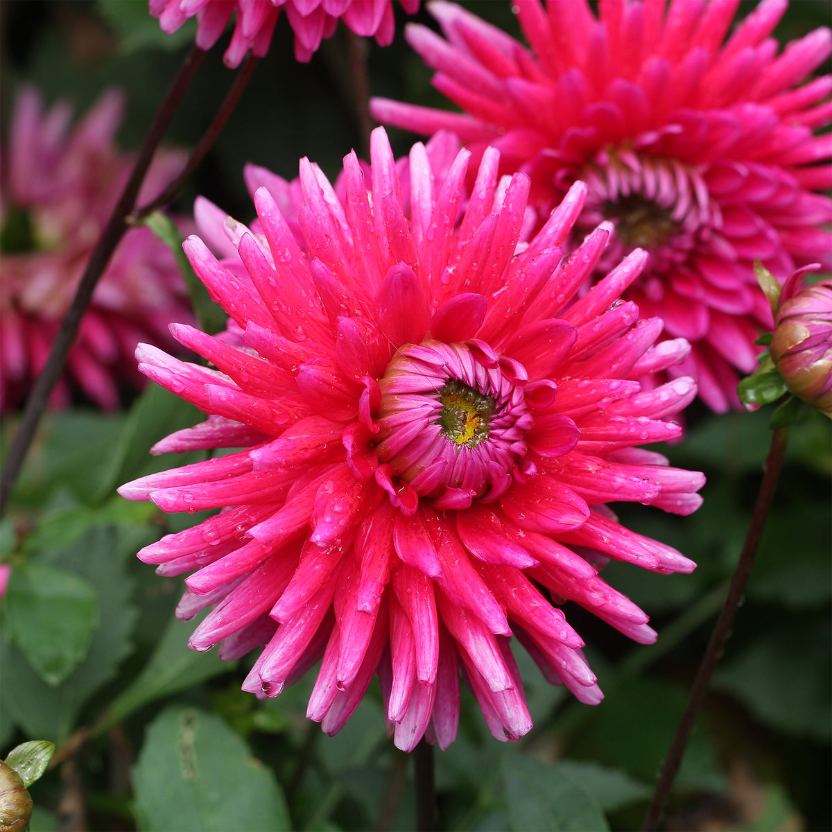 Dahlia 'Purple Gem' (x3) - Dahlia Purple Gem - Bakker