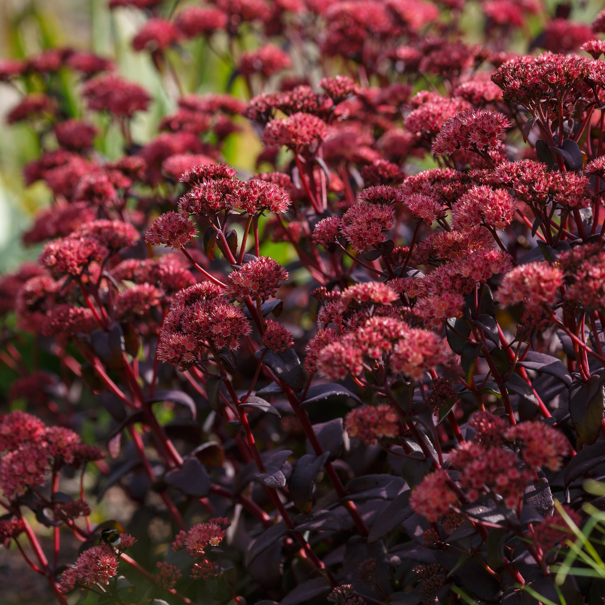 Sedum Blue Pearl - Vetkruid 'Blue Pearl' - Vaste planten
