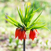 Keizerskroon Rubra - Fritillaria imperialis rubra - Bakker