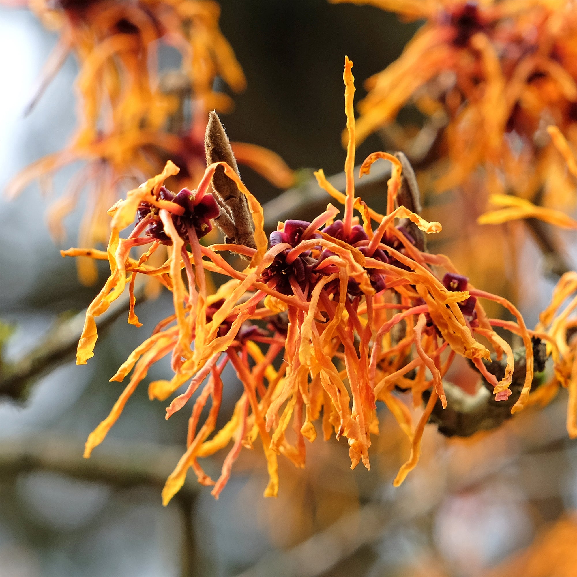 Toverhazelaar - Hamamelis x intermedia aphrodite | Bakker.com