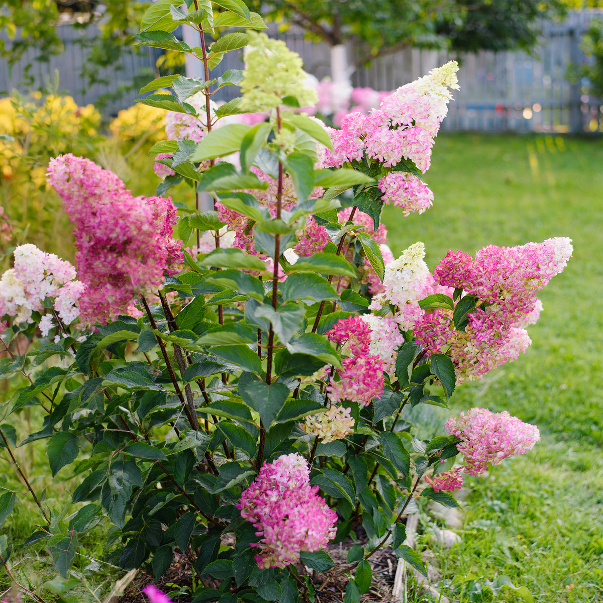 Pluimhortensia 'Fraise Melba'® 'Renba'