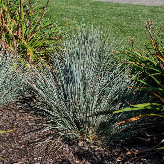 Sierhaver (x2) - Bakker