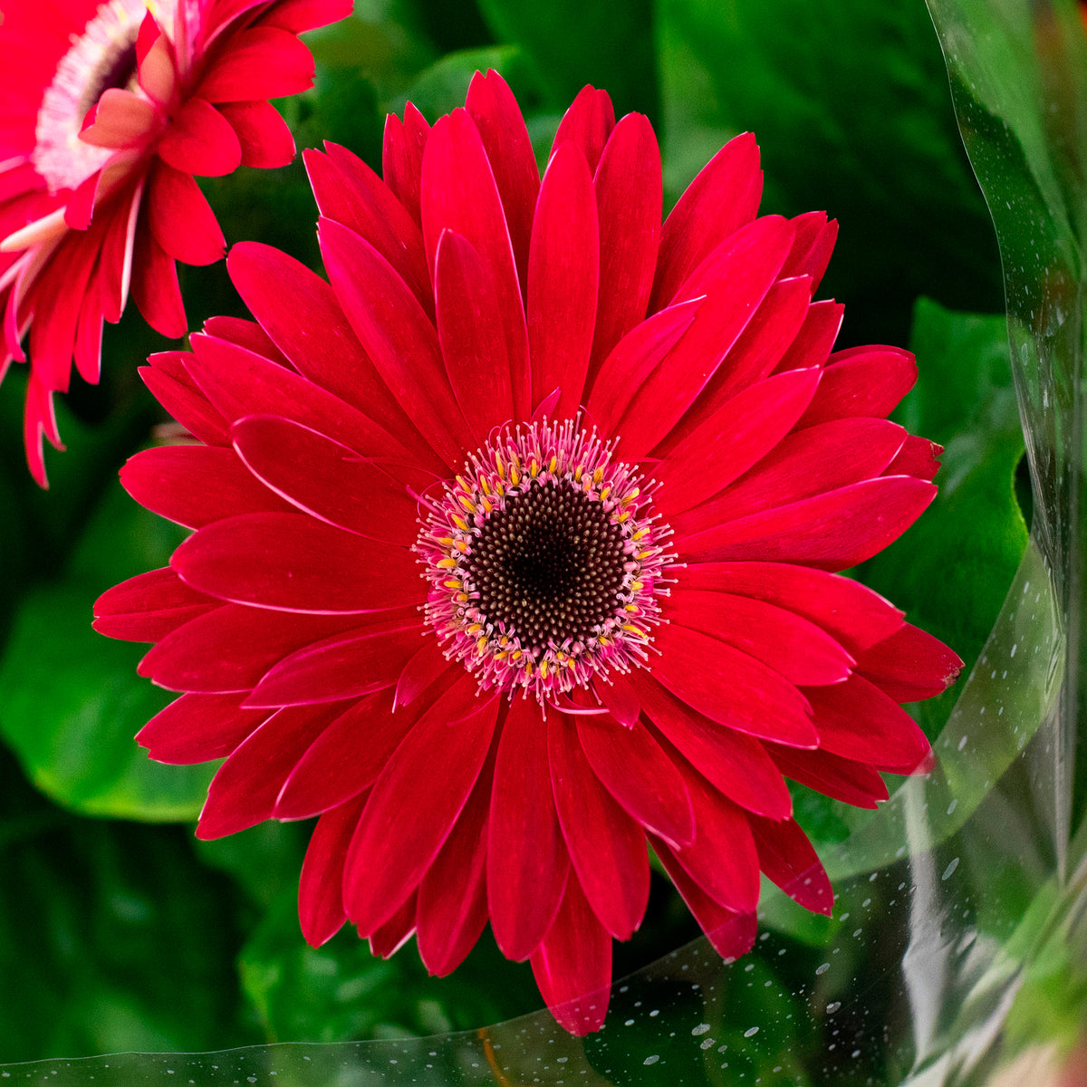 Gerbera Garvinea Pam (x2)