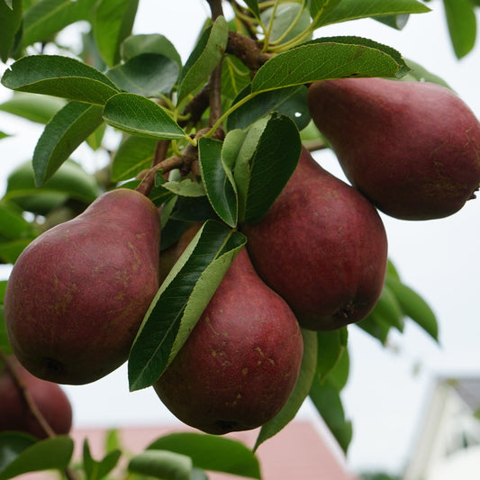 Perenboom 'William's Rouge' - Bakker