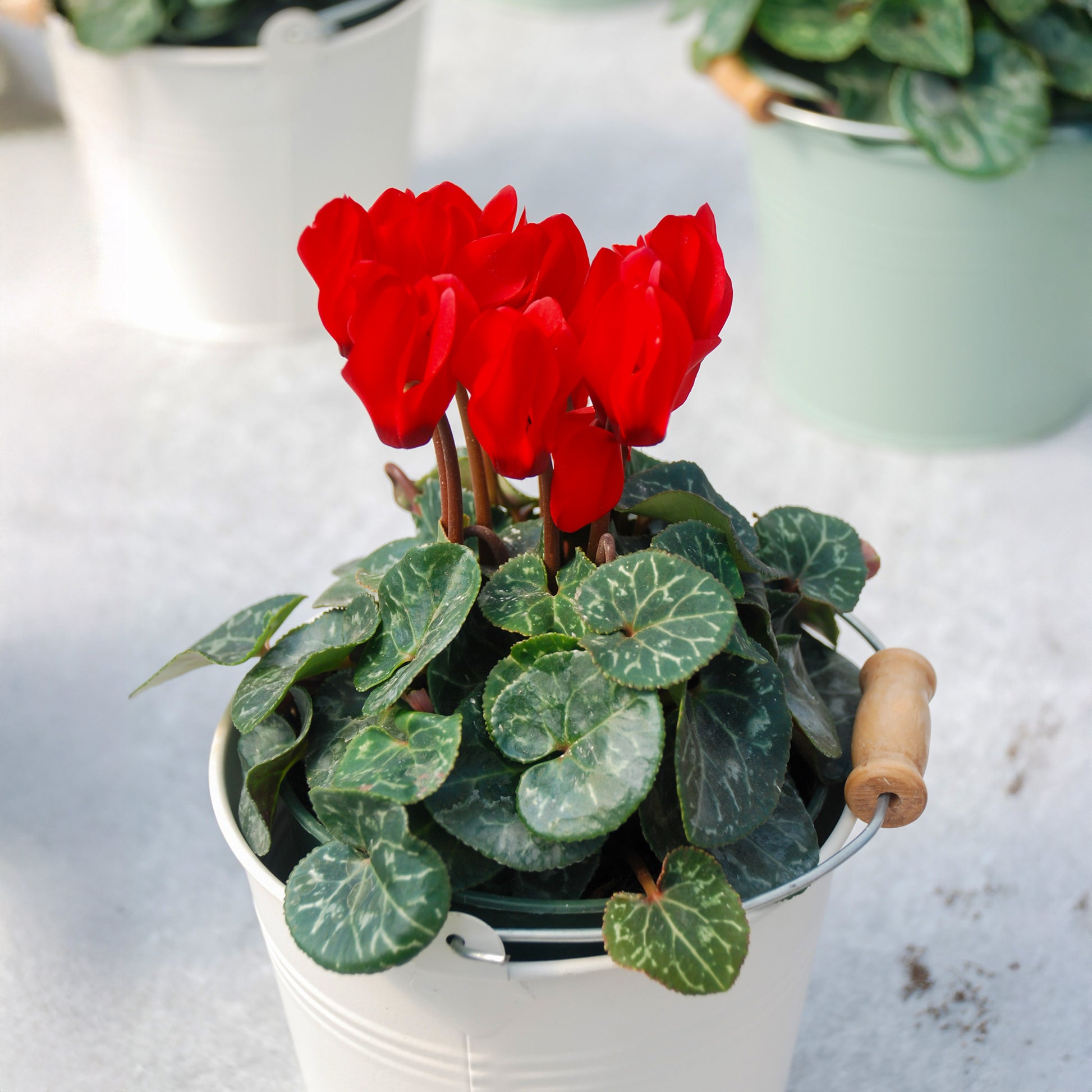Rode cyclaam (x3) - Cyclamen super série - Bakker