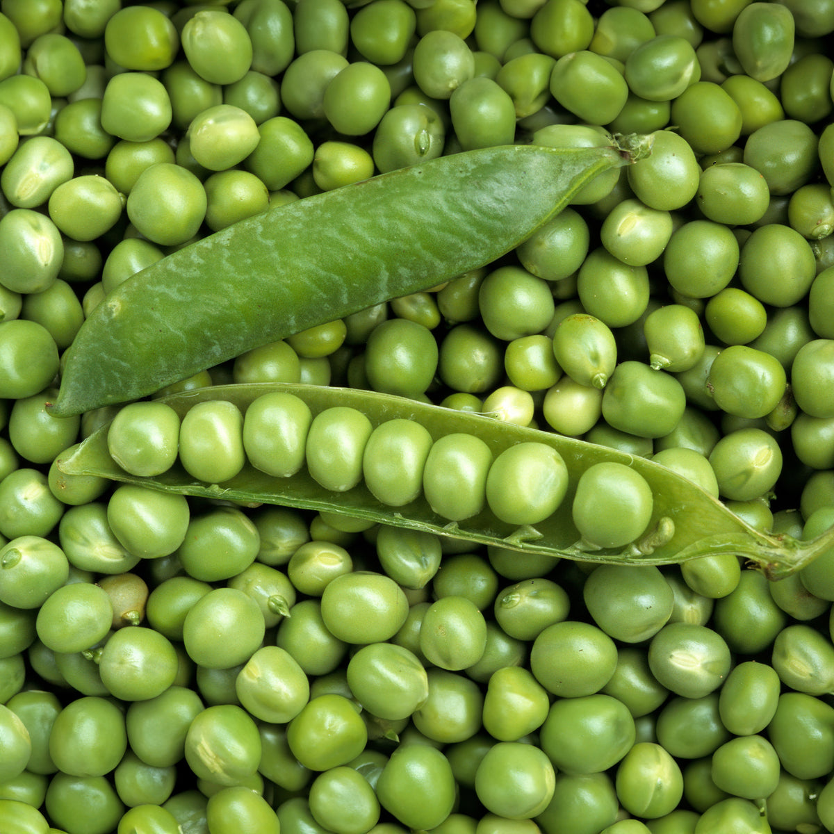 Erwt 'Petit Provençal' - Bakker