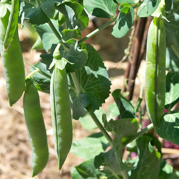 Pisum sativum petit provençal - Erwt 'Petit Provençal' - Peulvruchtenzaden