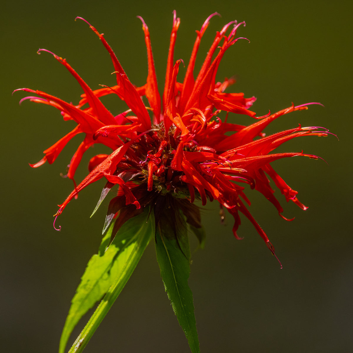Bergamotplant Fireball ® (x2)
