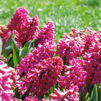 Rode Hyacinthen (x3) - Hyacinthus orientalis - Bakker