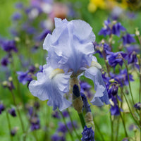 Verkoop Baardiris 'Lovely Again' (x3)