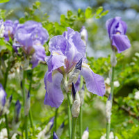 Baardiris Mix - Iris germanica autumn encore, lovely again - Bakker
