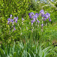 Baardiris 'Lovely Again' (x3) - Iris germanica lovely again - Bakker