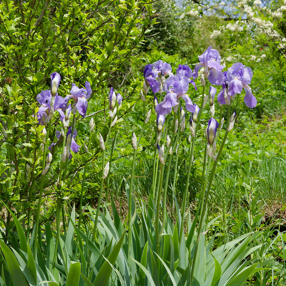 Baardiris 'Lovely Again' (x3) - Iris germanica lovely again - Bakker