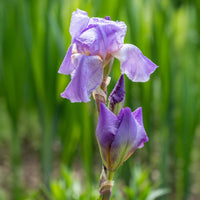 Iris germanica lovely again - Baardiris 'Lovely Again' (x3) - Bloeiende vaste planten