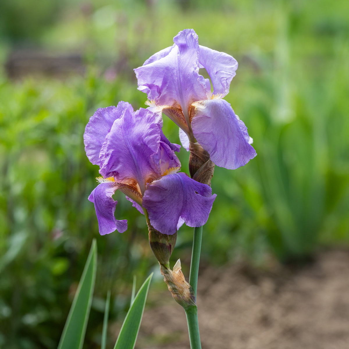 Iris germanica - Duitse iris - Baardiris 'Lovely Again' (x3) - Iris germanica lovely again