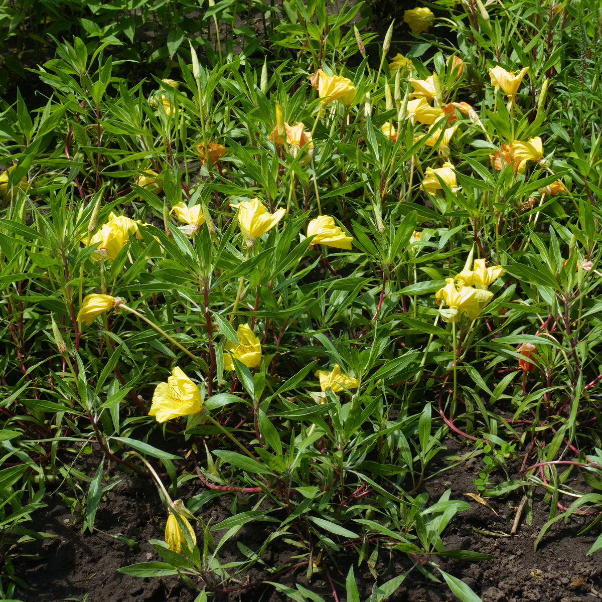 Grootbloemige teunisbloem (x2) - Oenothera macrocarpa (missouriensis) - Bakker