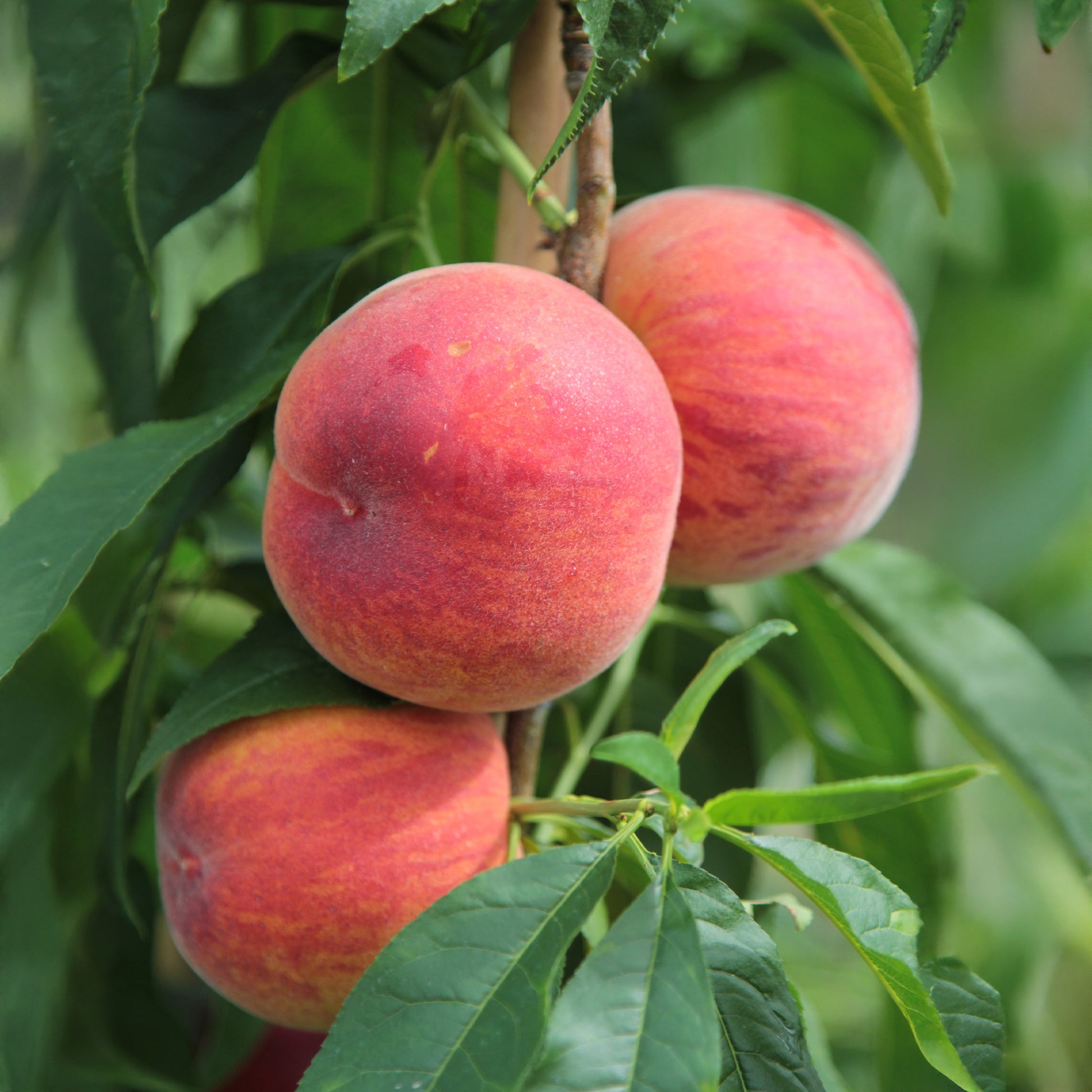 Mini Perzik 'Suncrest' - Bakker