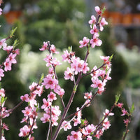 Prunus persica Suncrest - Mini Perzik 'Suncrest' - Perzikbomen