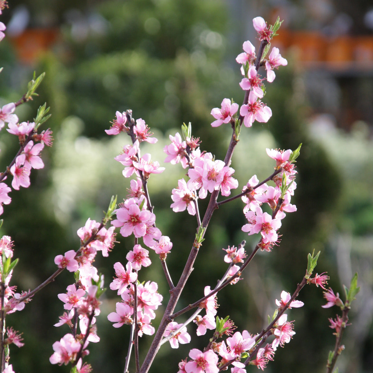 Prunus persica Suncrest - Mini Perzik 'Suncrest' - Perzikbomen