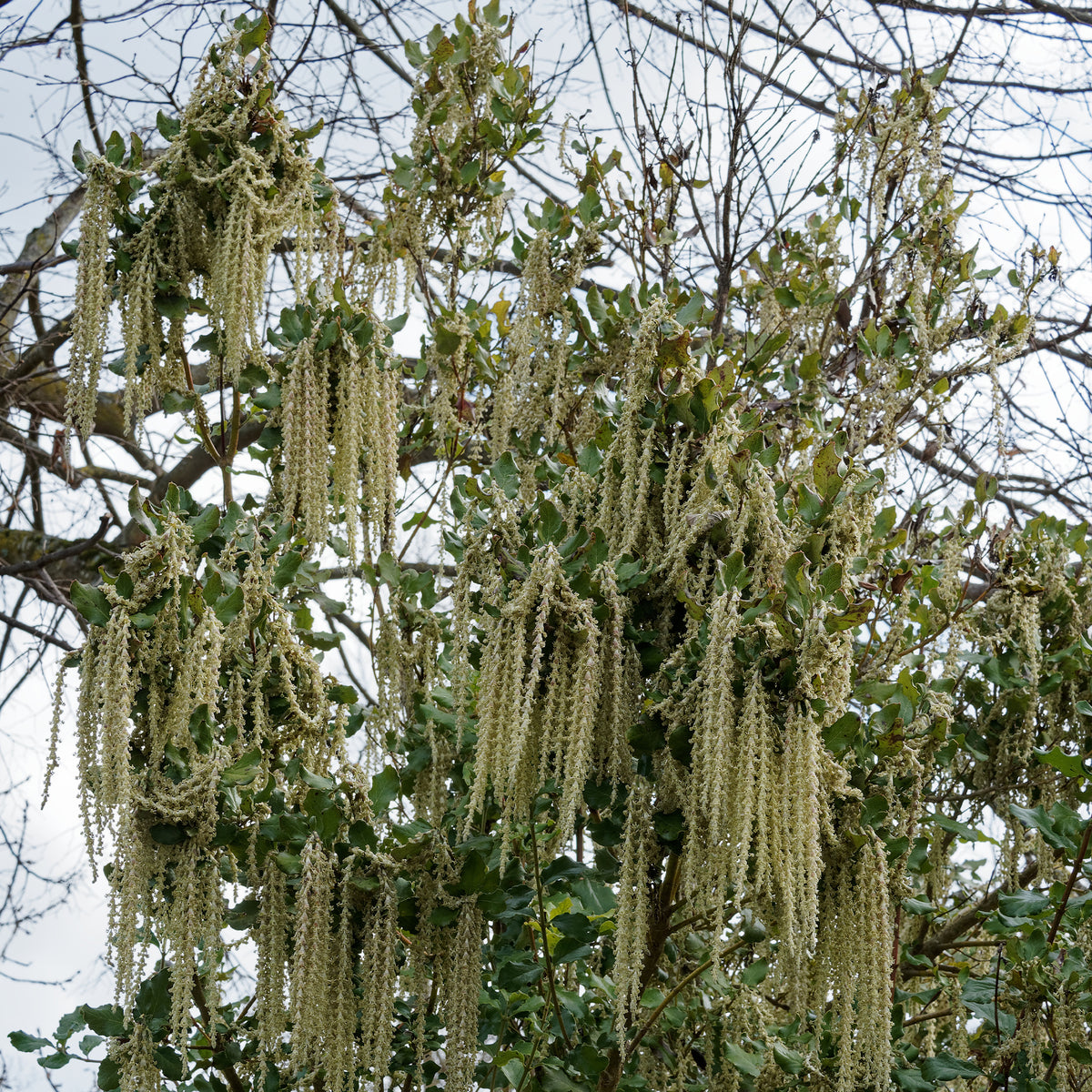 Balkon- en terrasplanten - Garrya - Garrya elliptica