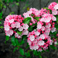 Breedbladige lepelboom - Kalmia latifolia - Bakker