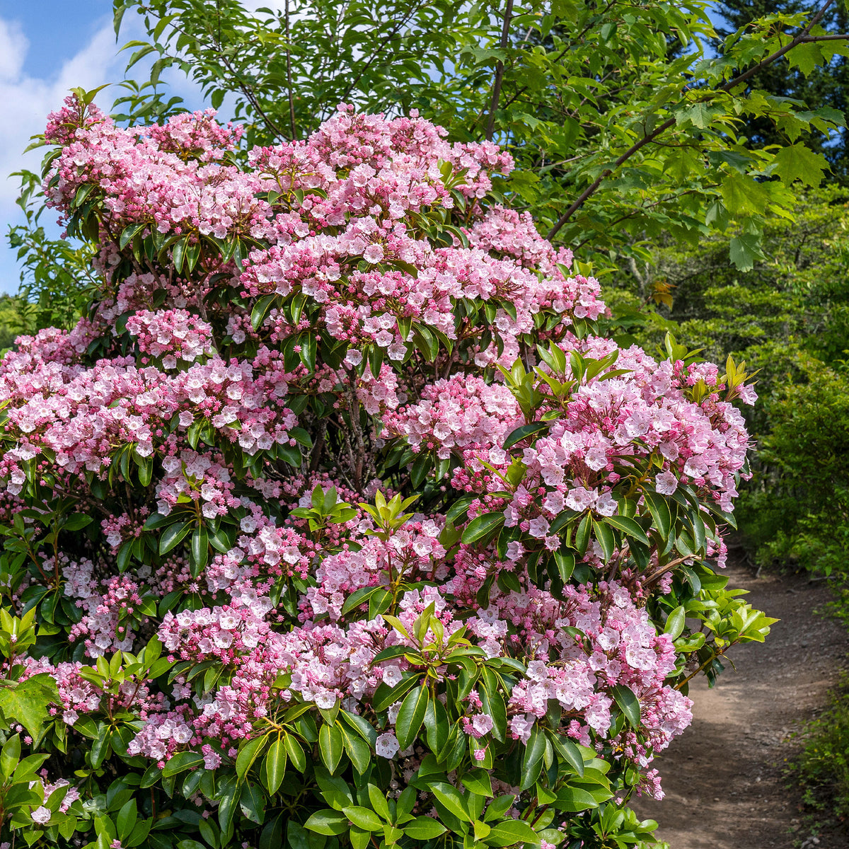 Breedbladige lepelboom - Bakker