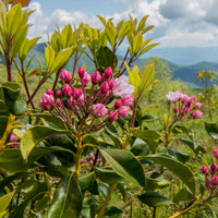 Kalmia latifolia - Breedbladige lepelboom - Wintergroene planten