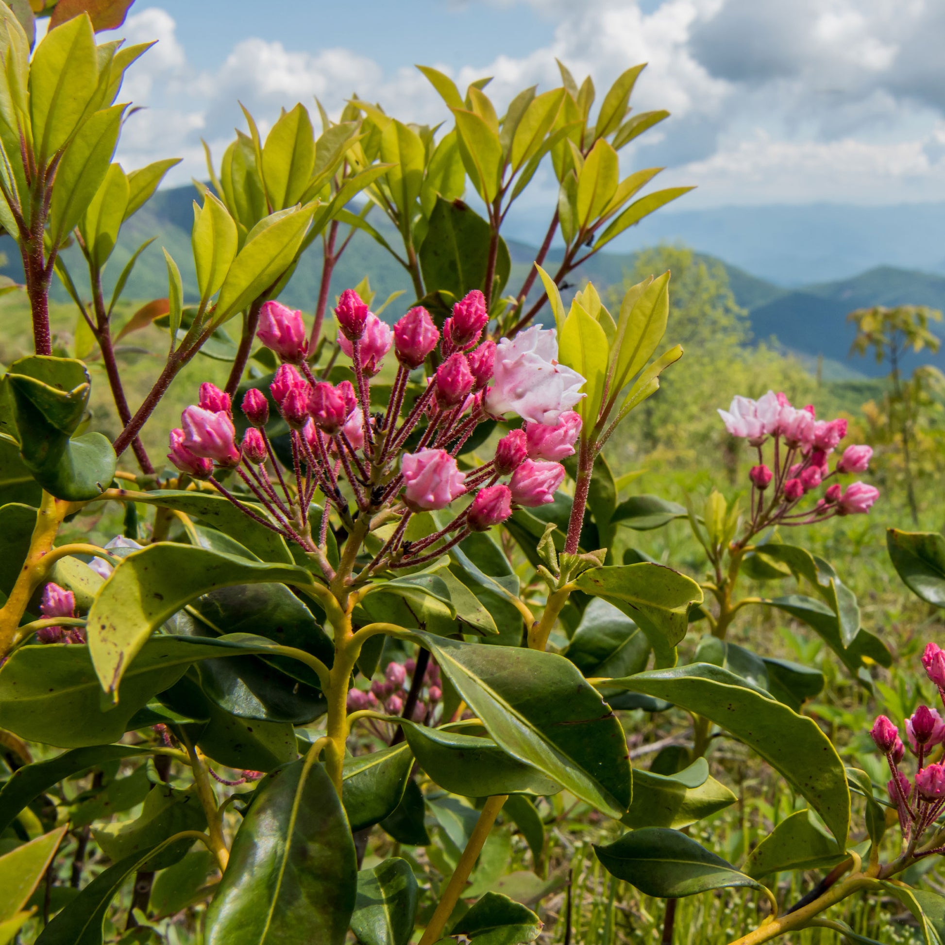 Kalmia latifolia - Breedbladige lepelboom - Wintergroene planten