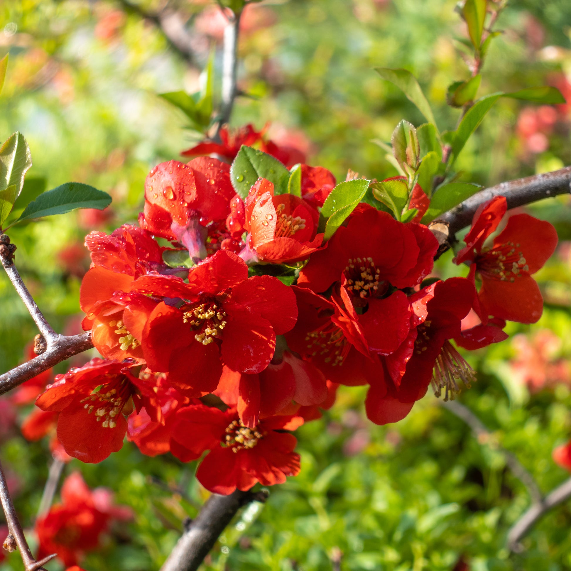 Japanse sierkwee 'Texas Red' - Chaenomeles speciosa Texas red - Bakker