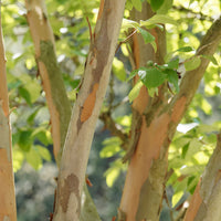 Schijncamelia - Stewartia pseudocamellia - Bakker