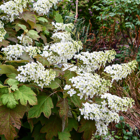 Eikenbladhortensia