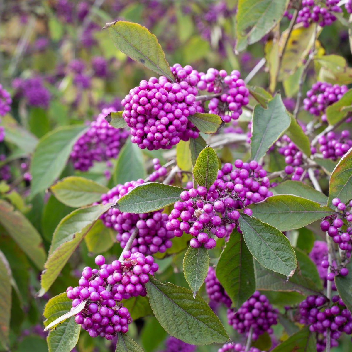 Heesters - Schoonvrucht 'Profusion' - Callicarpa bodinieri Profusion