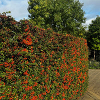 Vuurdoorn 'Saphyr Rouge' (x3) - Pyracantha coccinea Saphyr Rouge - Bakker