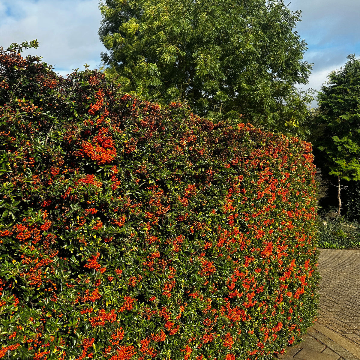 Vuurdoorn 'Saphyr Rouge' (x3) - Pyracantha coccinea Saphyr Rouge - Bakker
