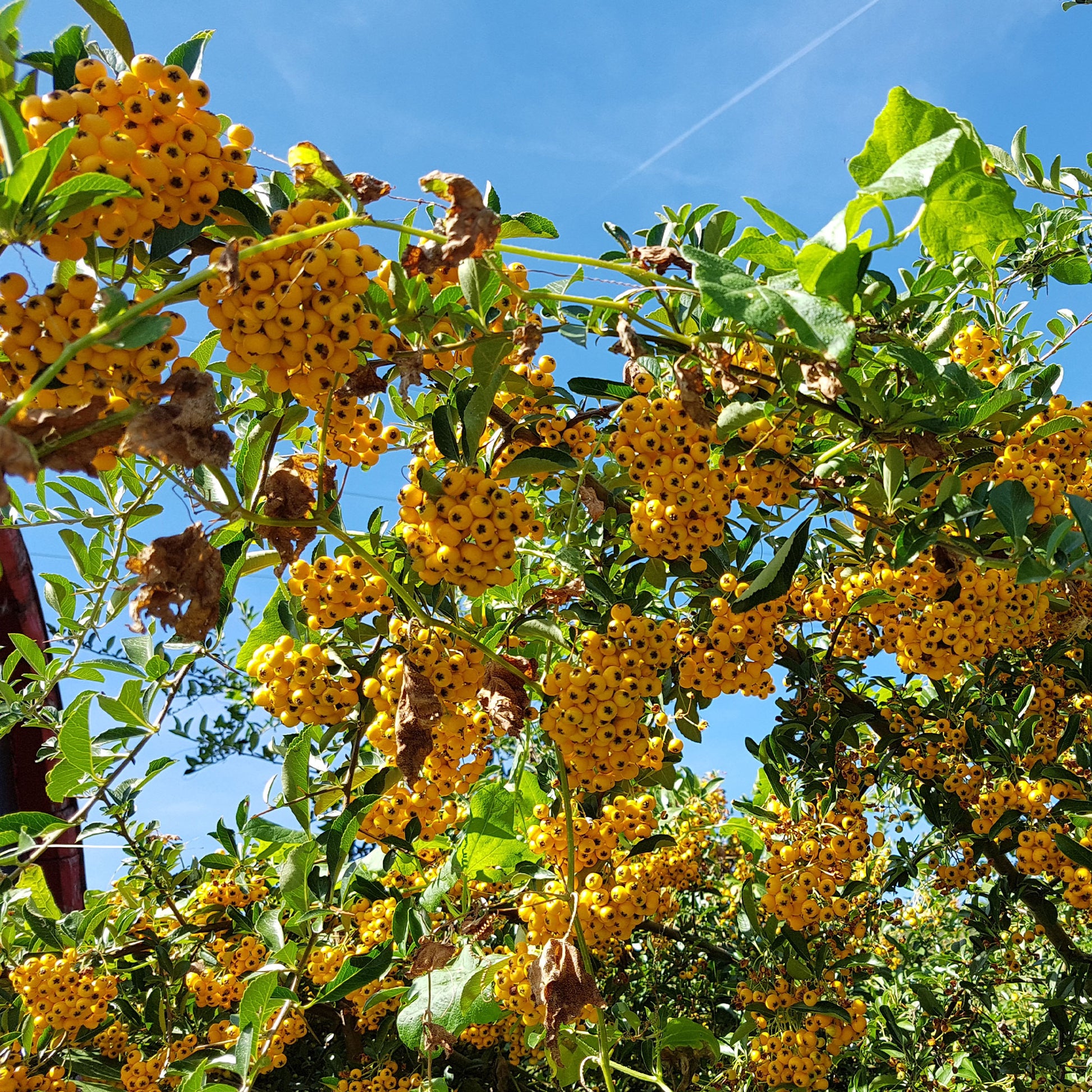 Vuurdoorn 'Saphyr Jaune' (x3) - Pyracantha saphyr jaune - Bakker