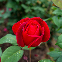 Roos 'Mr. Lincoln' - Rosa mr lincoln - Bakker