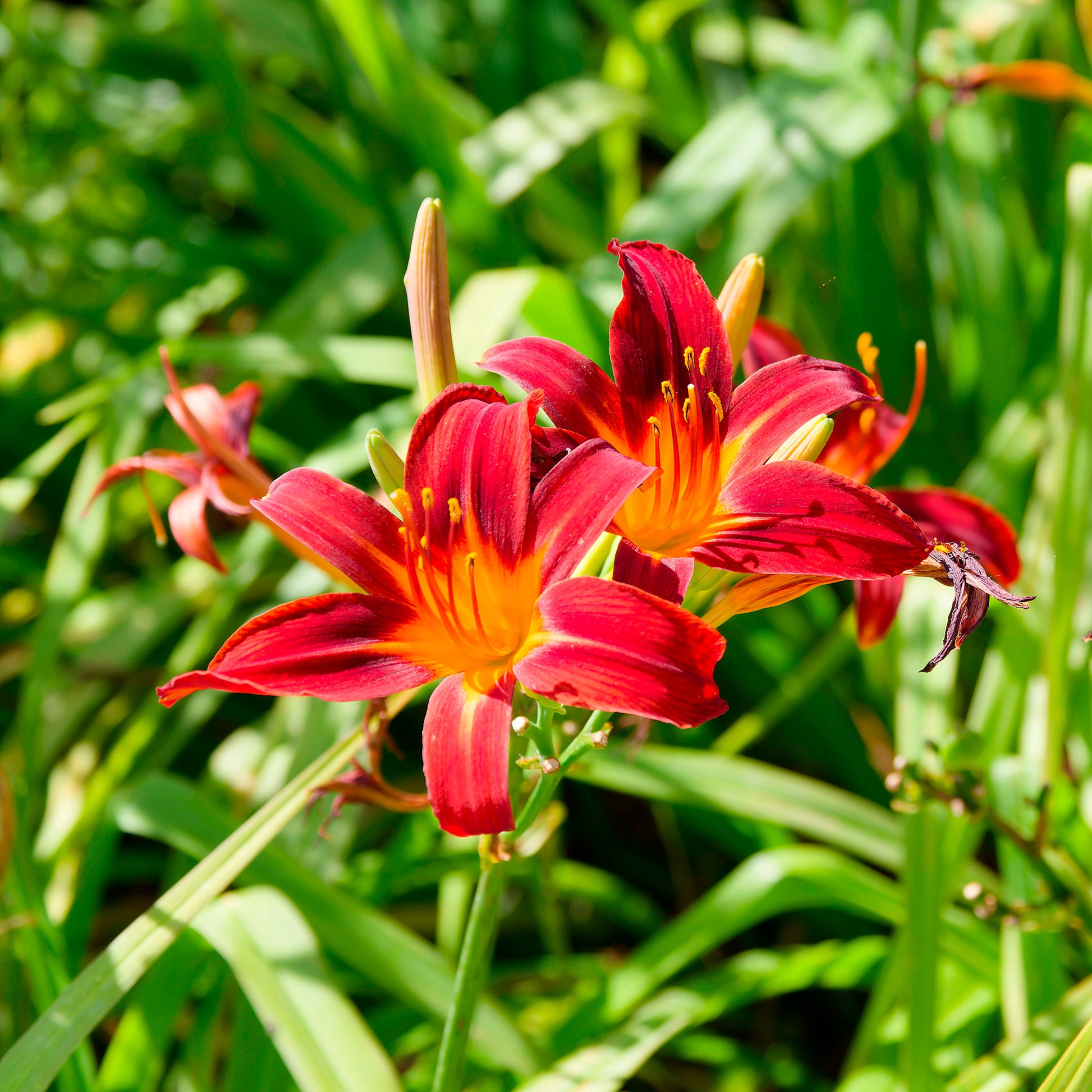 Daglelie Crimson Pirate - Hemerocallis Crimson Pirate - Bakker