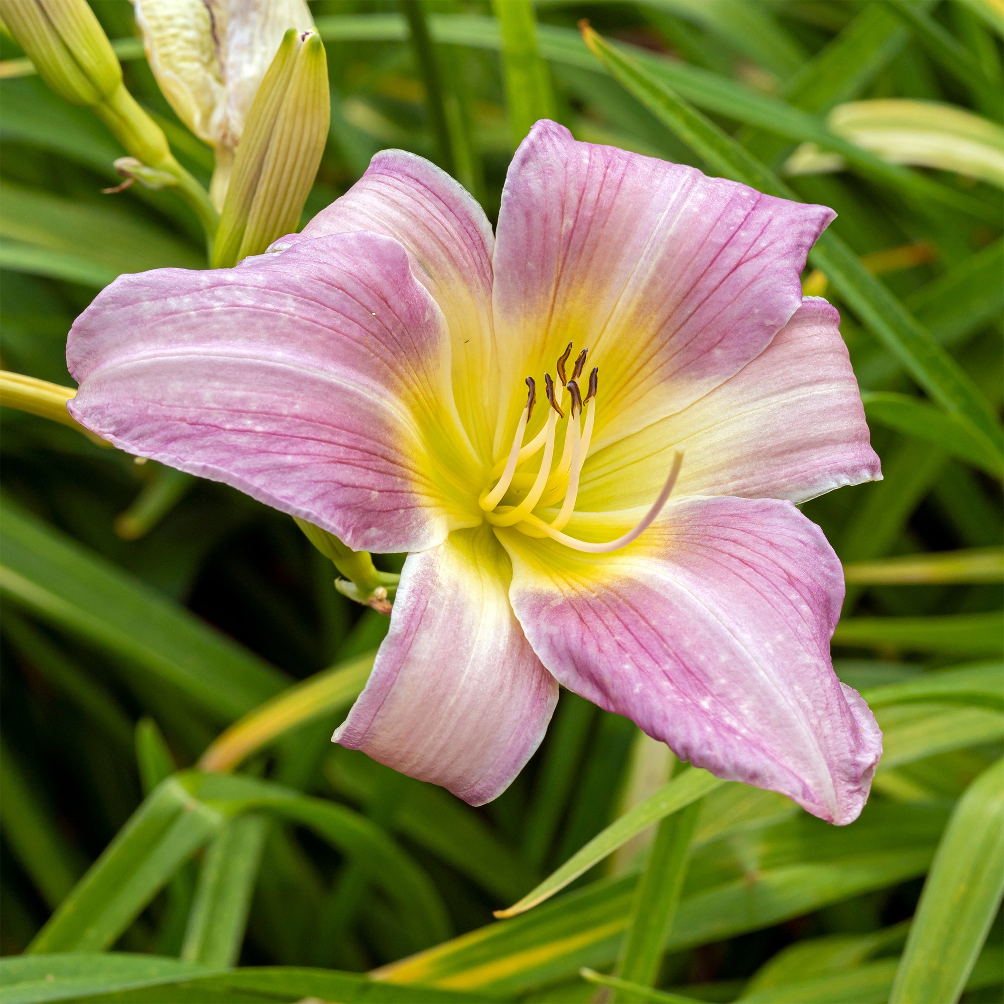 Daglelie 'Catherine Woodbery' - Hemerocallis Catherine Woodbury