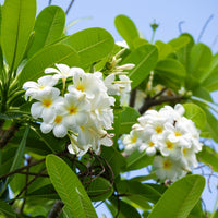 Plumeria alba - Frangipani - Tempelboom - Plumeria