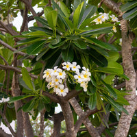 Verkoop Frangipani - Plumeria alba