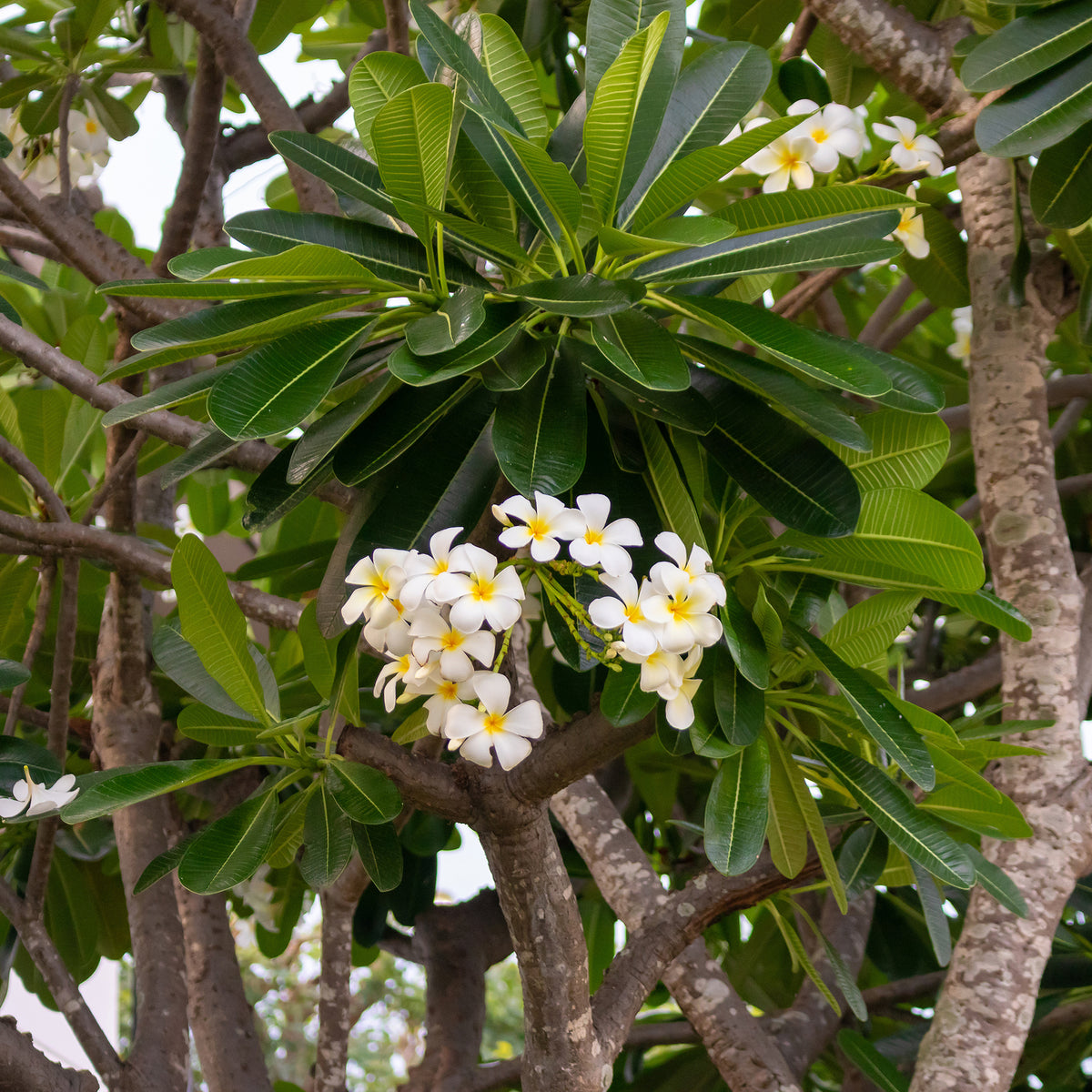 Verkoop Frangipani - Plumeria alba