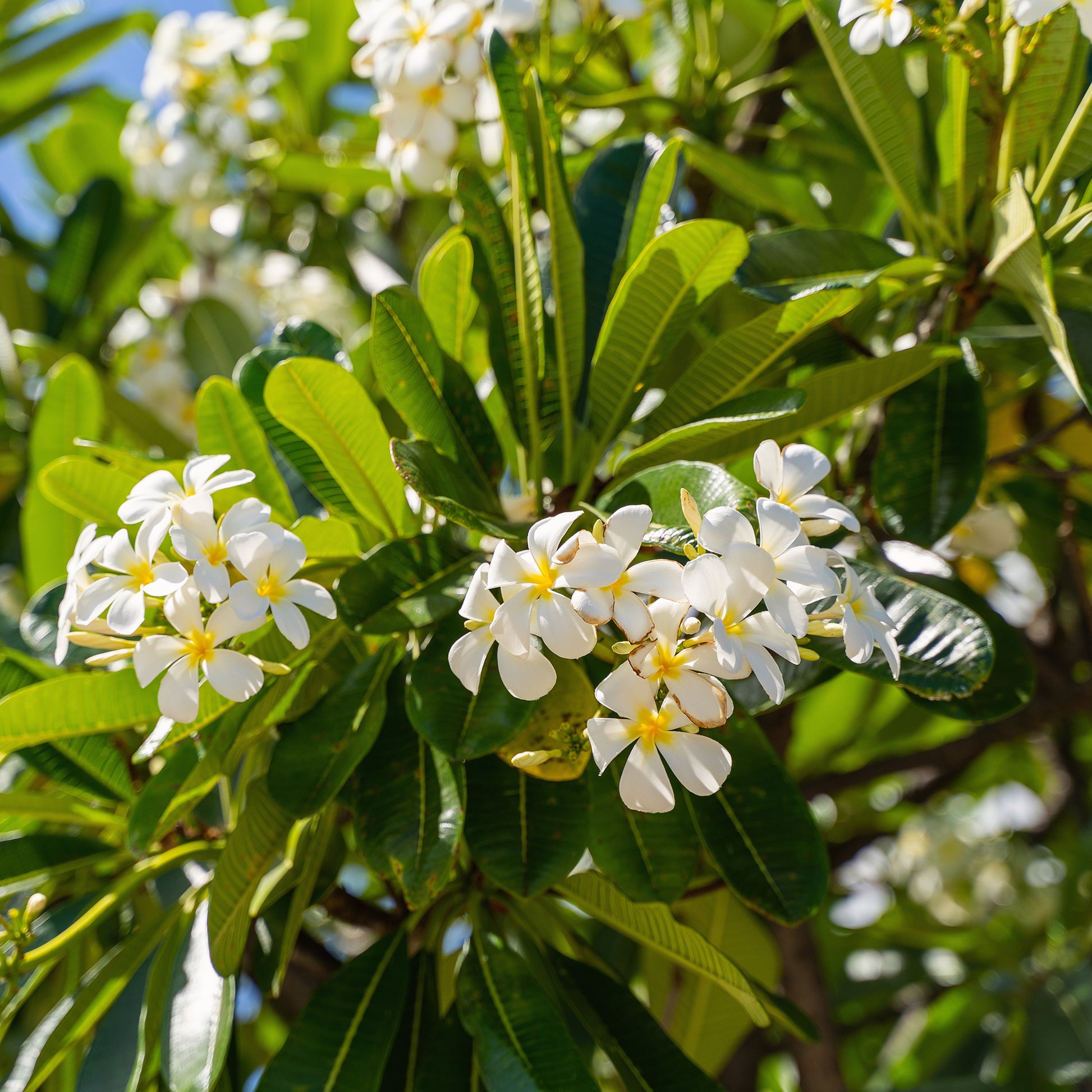 Tempelboom - Plumeria - Frangipani - Plumeria alba