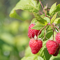 Aardbei - Verzameling van rode fruitbomen (x9) - Rubus idaeus 'sumo 2', ribes rubrum 'rovada', frag