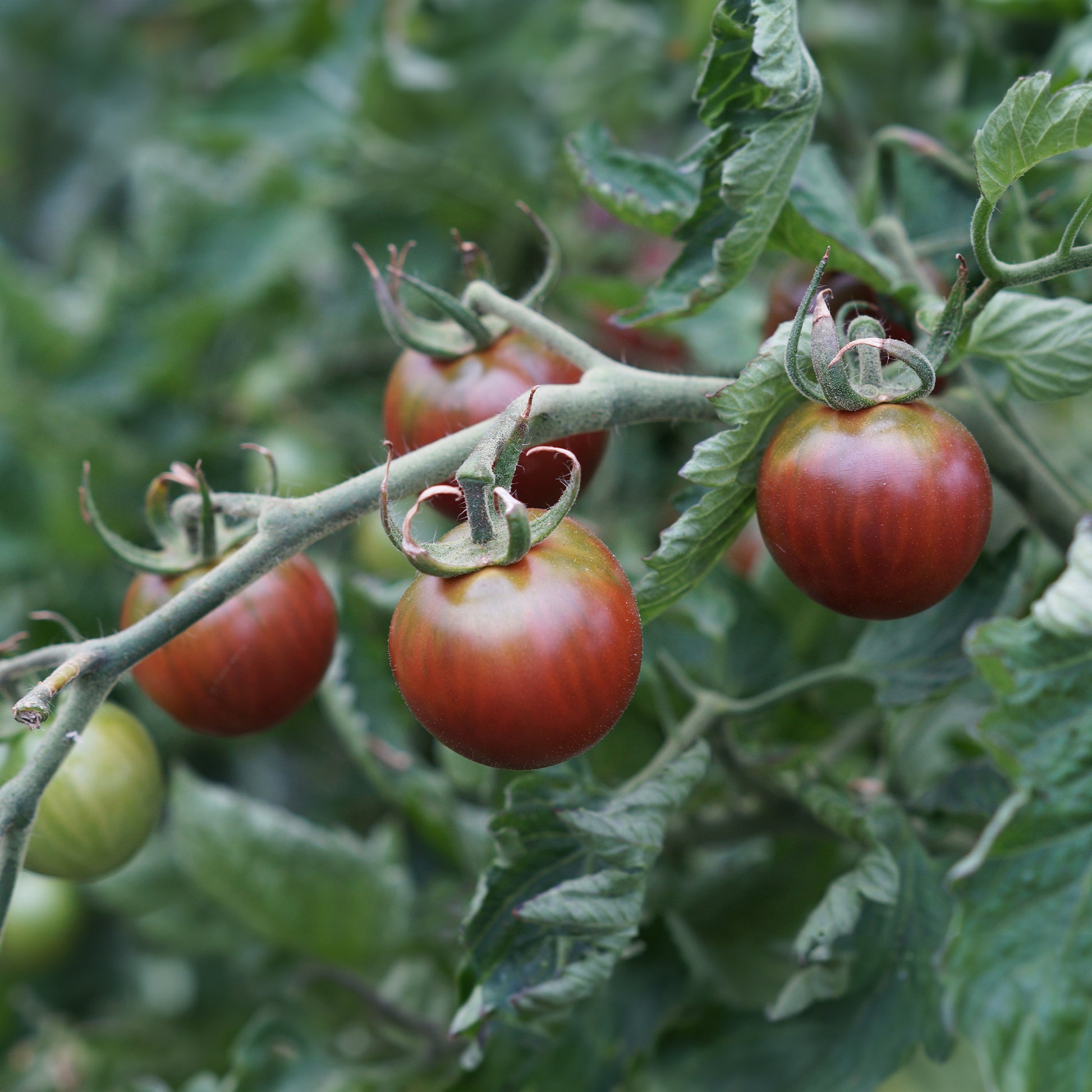 Cherrytomaat 'Chocolate Cherry' - Solanum lycopersicum chocolate cherry - Moestuin